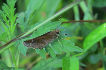 Clouded Skipper